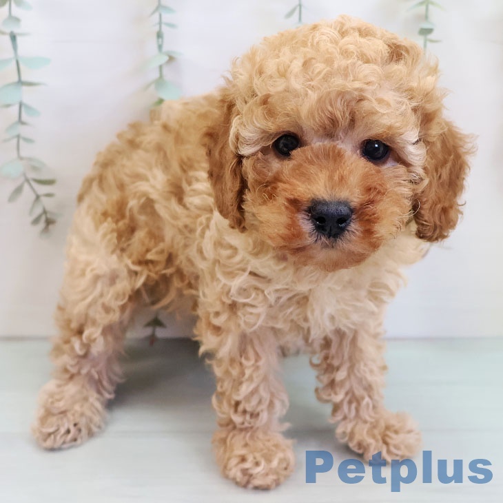 福岡県のトイプードル(トイ) (ペットプラス 福岡伊都店/2025年10月7日生まれ/男の子/アプリコット)の子犬の1枚目の画像