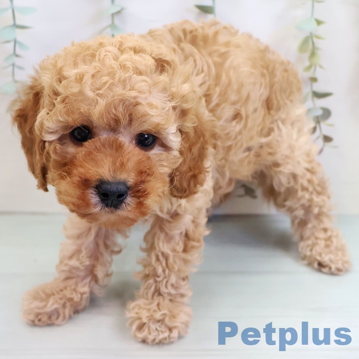 福岡県のトイプードル(トイ) (ペットプラス 福岡伊都店/2025年10月7日生まれ/男の子/アプリコット)の子犬の2枚目の画像