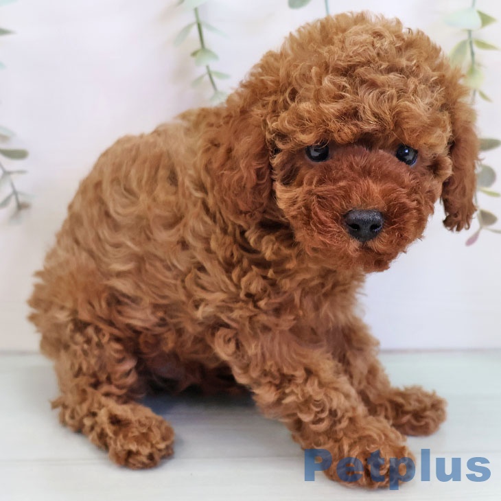 トイ・プードル