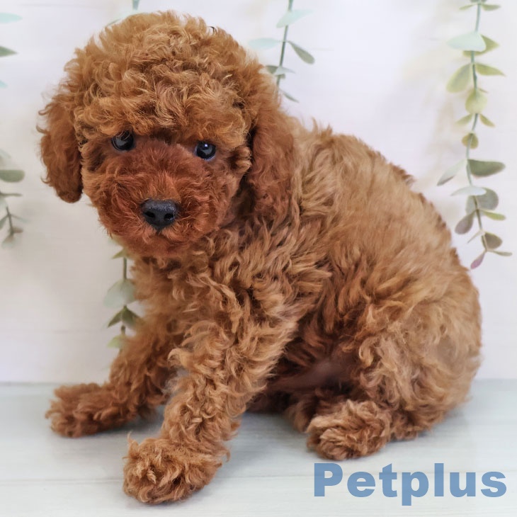 トイ・プードルの写真2