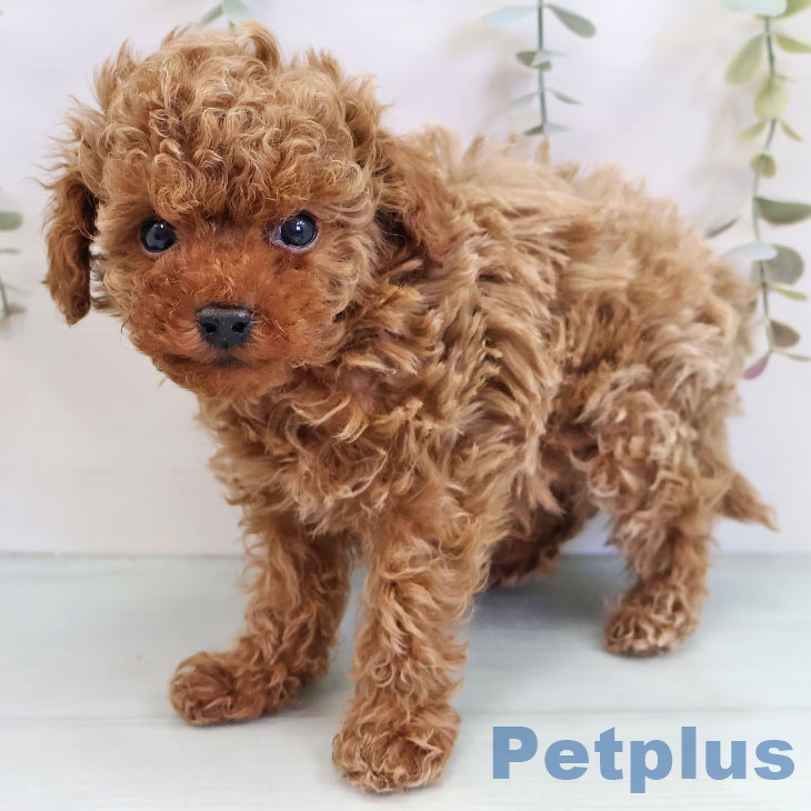 福岡県のトイプードル(トイ) (ペットプラス ららぽーと福岡店/2025年10月7日生まれ/男の子/アプリコット)の子犬の1枚目の画像
