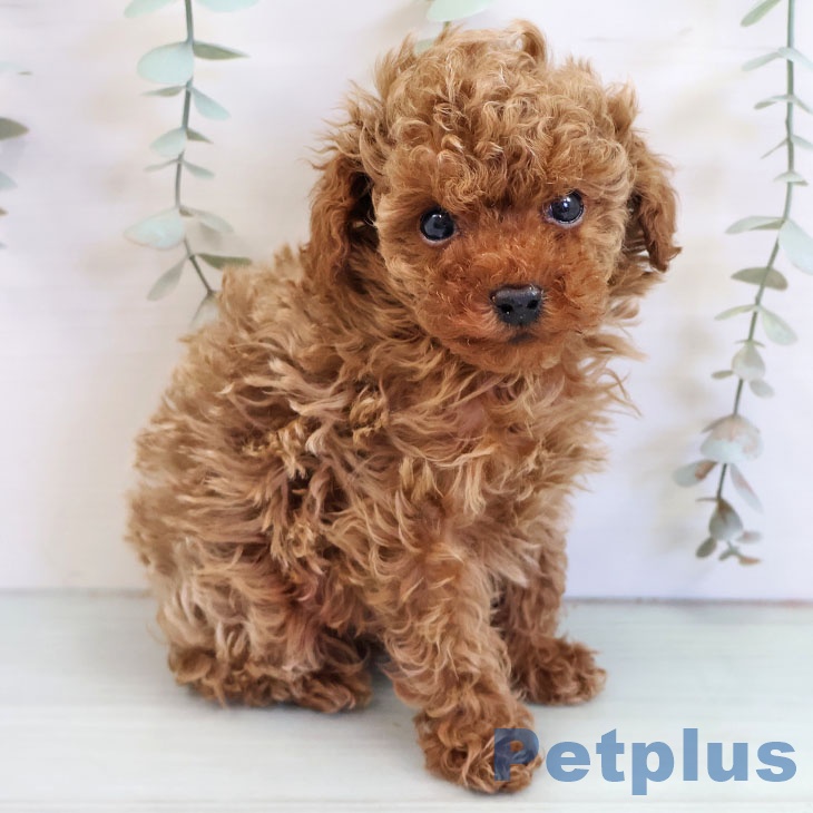 福岡県のトイプードル(トイ) (ペットプラス ららぽーと福岡店/2025年10月7日生まれ/男の子/アプリコット)の子犬の2枚目の画像