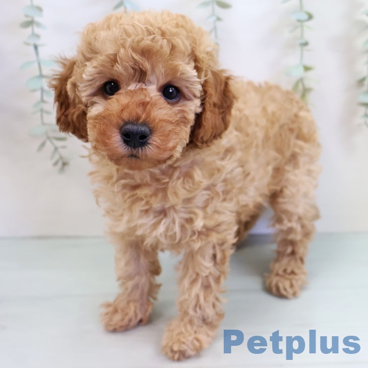 沖縄県のトイプードル(トイ) (ペットプラス 南風原店/2025年10月7日生まれ/女の子/アプリコット)の子犬の1枚目の画像