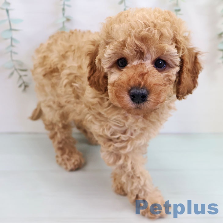沖縄県のトイプードル(トイ) (ペットプラス 南風原店/2025年10月7日生まれ/女の子/アプリコット)の子犬の2枚目の画像