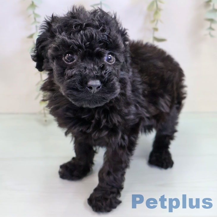 トイ・プードル