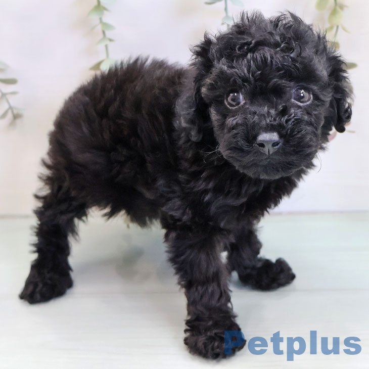 大阪府のトイプードル(トイ) (ペットプラス イオン大日店/2025年10月10日生まれ/女の子/ブラック)の子犬の2枚目の画像