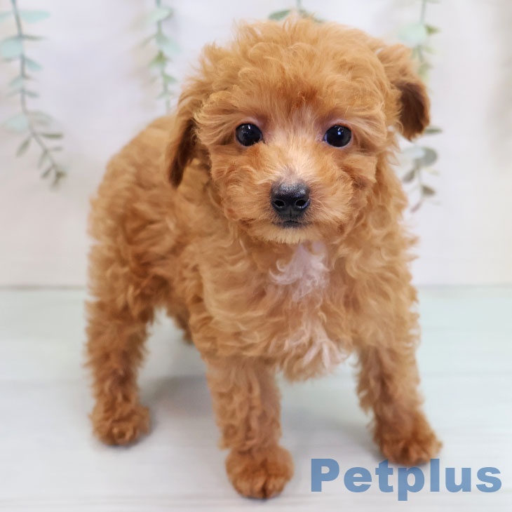 トイ・プードル