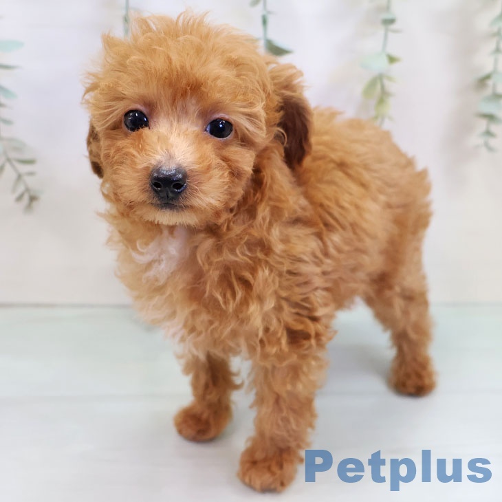 トイ・プードル