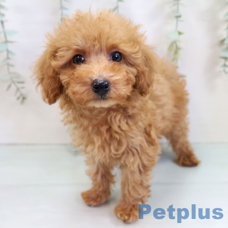 福岡県のトイプードル(トイ) (ペットプラス ららぽーと福岡店/2025年10月6日生まれ/女の子/レッド)の子犬の1枚目の画像