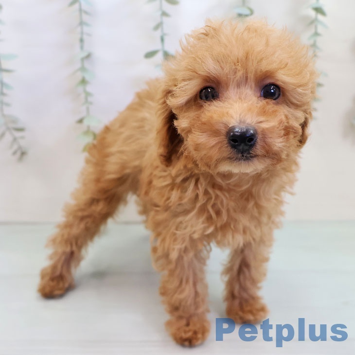 福岡県のトイプードル(トイ) (ペットプラス ららぽーと福岡店/2025年10月6日生まれ/女の子/レッド)の子犬の2枚目の画像