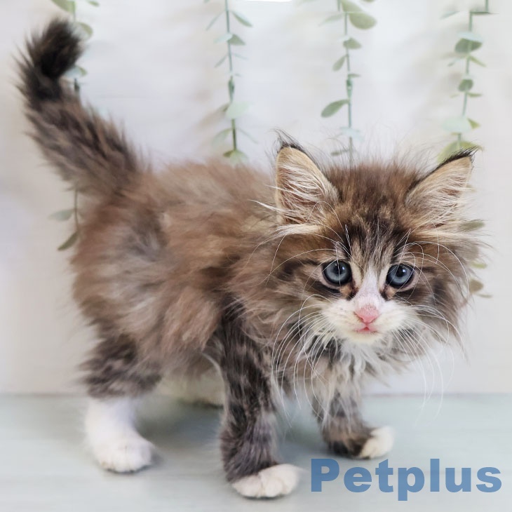 熊本県のノルウェージャンフォレストキャット (ペットプラス 熊本店/2025年10月5日生まれ/男の子/ブラウンタビーホワイト)の子猫の1枚目の画像