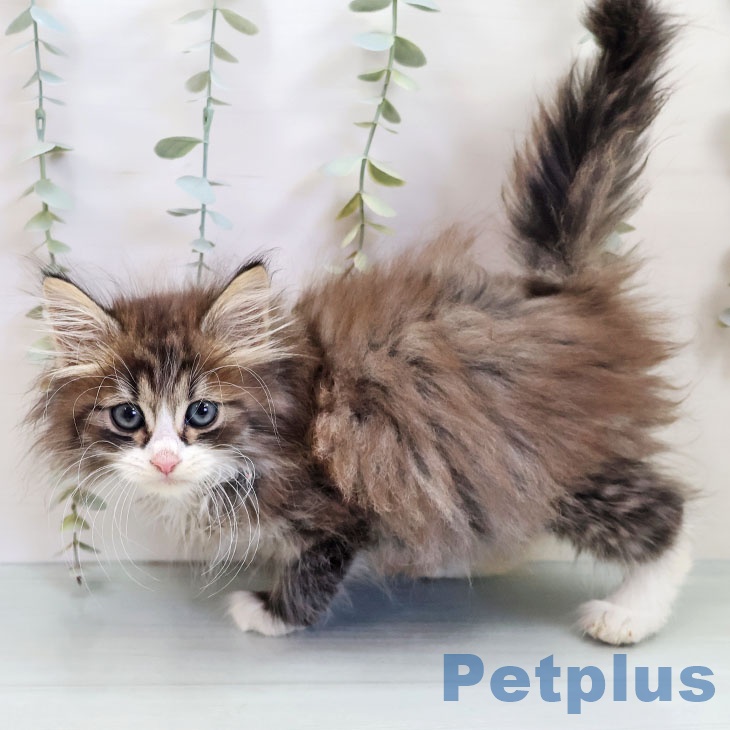 熊本県のノルウェージャンフォレストキャット (ペットプラス 熊本店/2025年10月5日生まれ/男の子/ブラウンタビーホワイト)の子猫の2枚目の画像