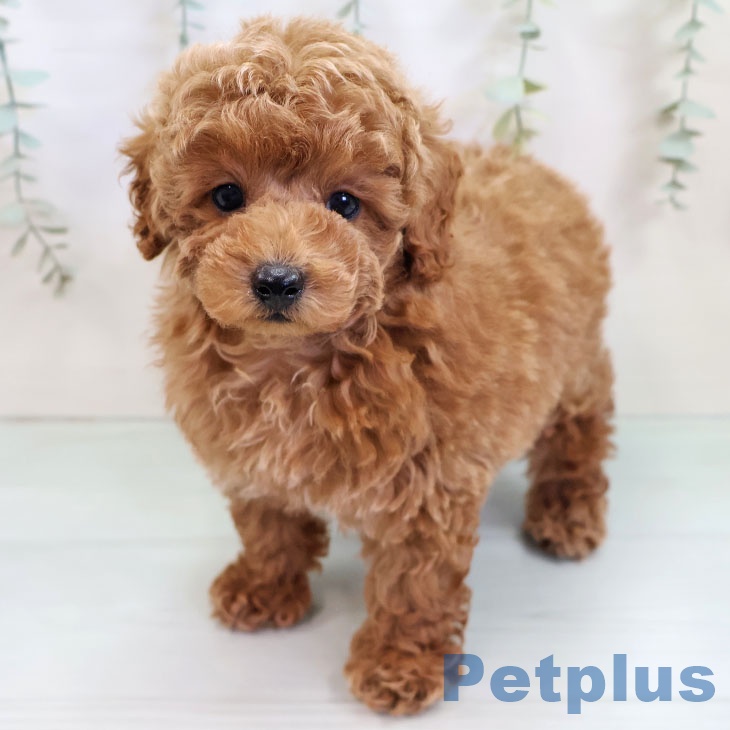 大阪府のトイプードル(トイ) (ペットプラス イオン大日店/2025年10月10日生まれ/男の子/オレンジフォーン)の子犬の1枚目の画像