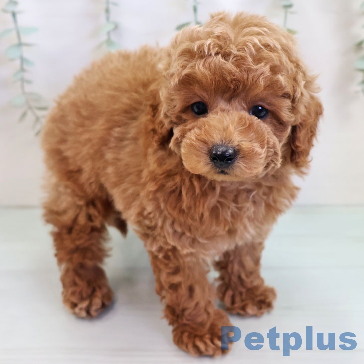 大阪府のトイプードル(トイ) (ペットプラス イオン大日店/2025年10月10日生まれ/男の子/オレンジフォーン)の子犬の2枚目の画像