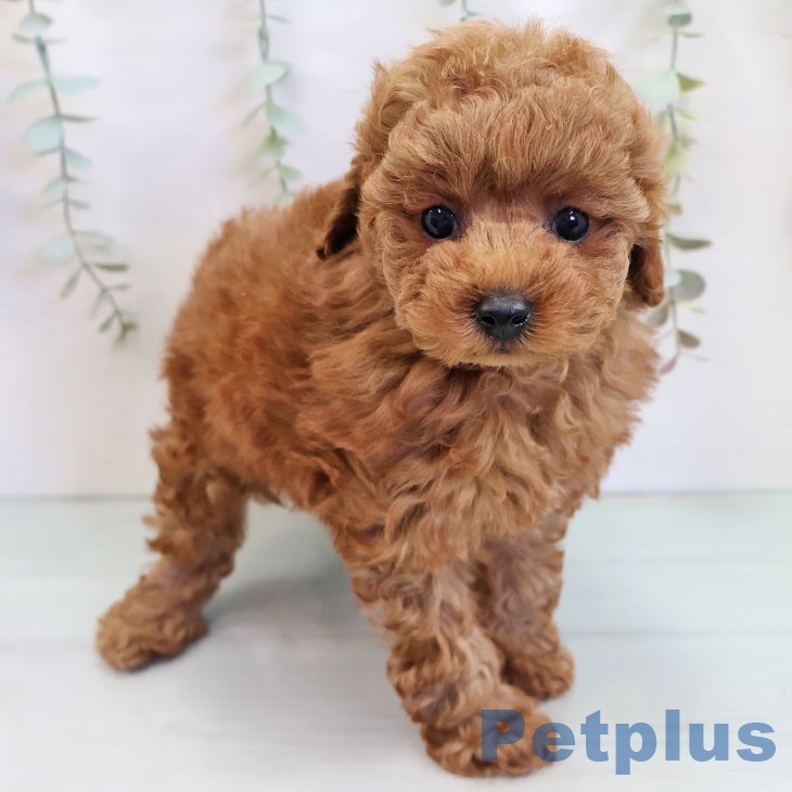 トイ・プードル