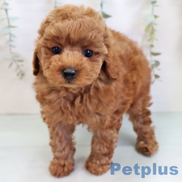 大阪府のトイプードル(トイ) (ペットプラス りんくう泉南店/2025年10月10日生まれ/男の子/レッドフォーン)の子犬の2枚目の画像