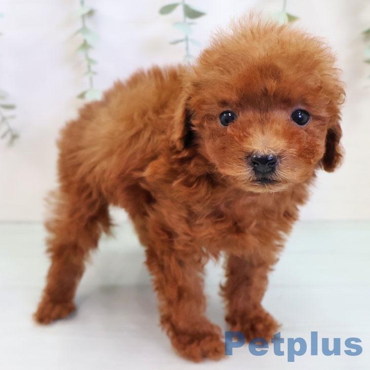 トイ・プードル