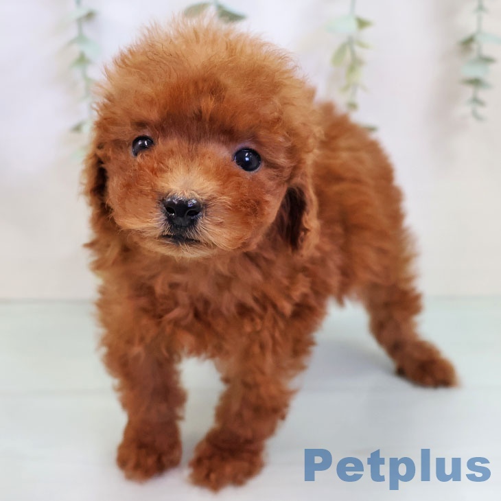 トイ・プードル