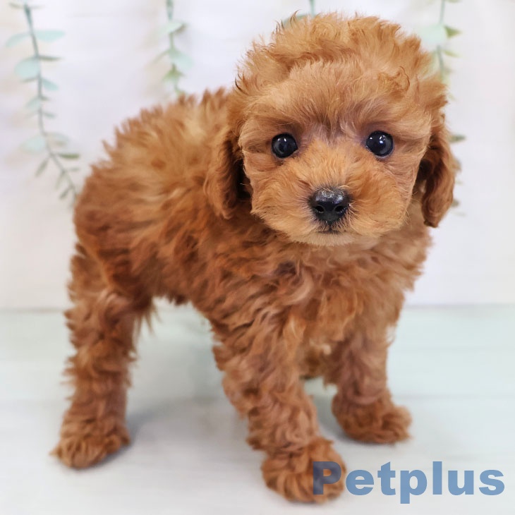 トイ・プードル