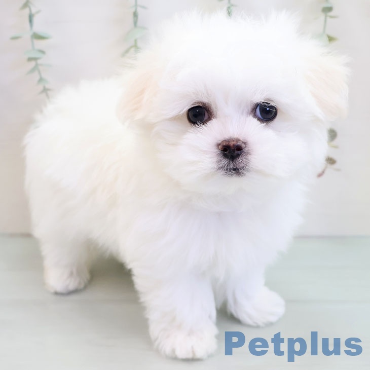熊本県のマルチーズ (ペットプラス 熊本店/2025年10月9日生まれ/男の子/ホワイト)の子犬の1枚目の画像