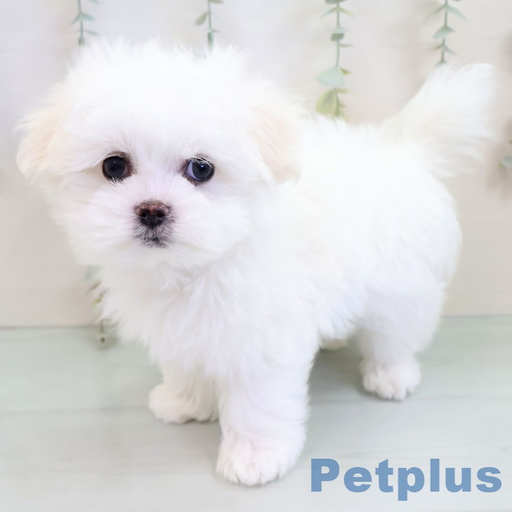 熊本県のマルチーズ (ペットプラス 熊本店/2025年10月9日生まれ/男の子/ホワイト)の子犬の2枚目の画像