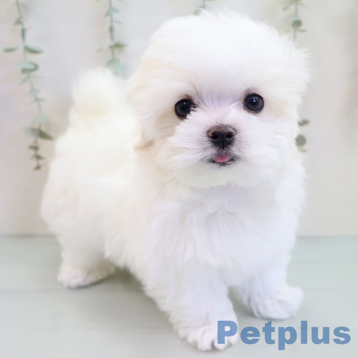 福岡県のマルチーズ (ペットプラス 八幡東店/2025年10月9日生まれ/男の子/ホワイト)の子犬の1枚目の画像