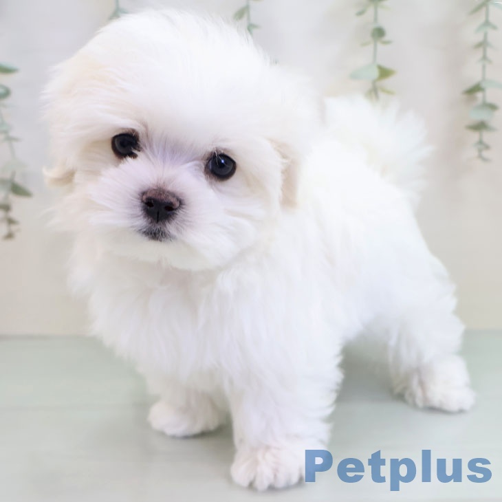 福岡県のマルチーズ (ペットプラス 八幡東店/2025年10月9日生まれ/男の子/ホワイト)の子犬の2枚目の画像