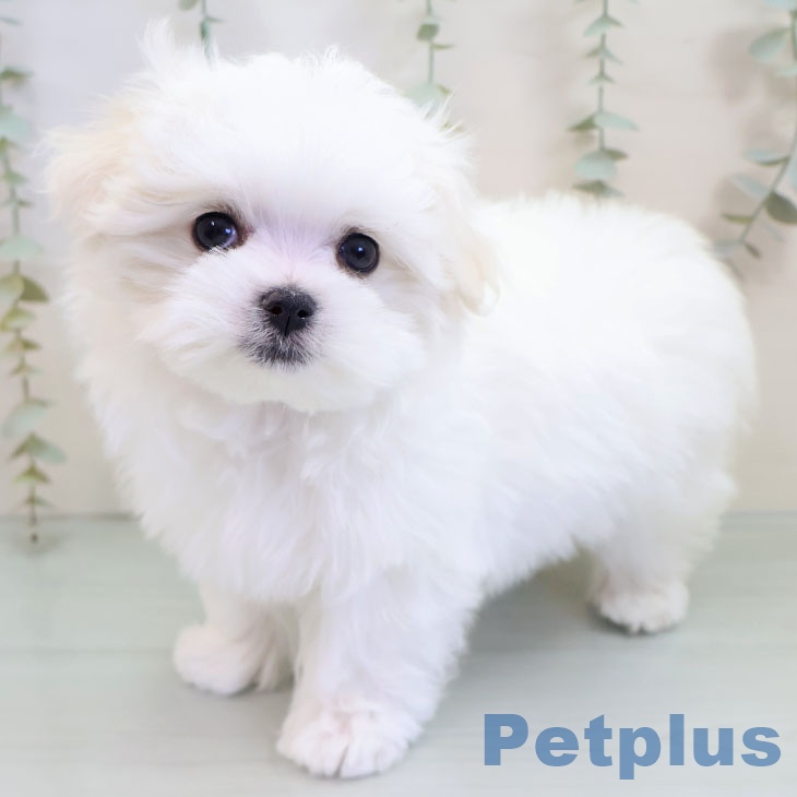 長崎県のマルチーズ (ペットプラス 長崎店/2025年10月9日生まれ/女の子/ホワイト)の子犬の2枚目の画像