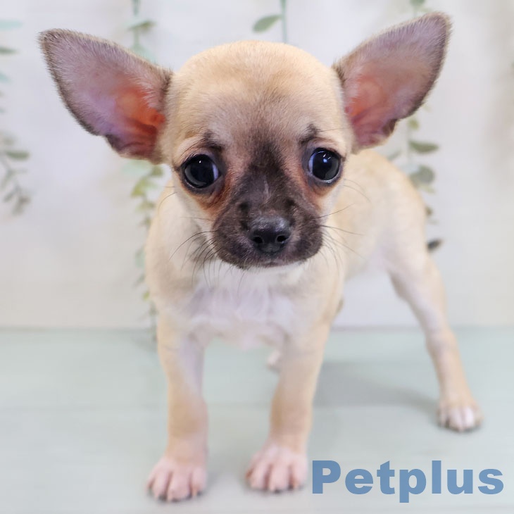 福岡県のチワワ(ロング) (ペットプラス 春日店/2025年10月8日生まれ/男の子/フォーン)の子犬の1枚目の画像