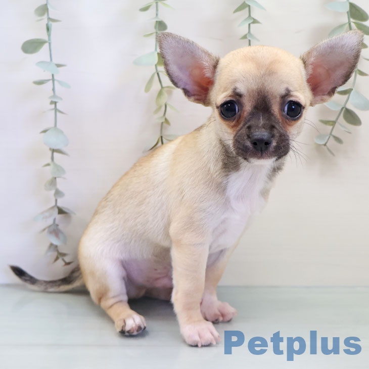 福岡県のチワワ(ロング) (ペットプラス 春日店/2025年10月8日生まれ/男の子/フォーン)の子犬の2枚目の画像