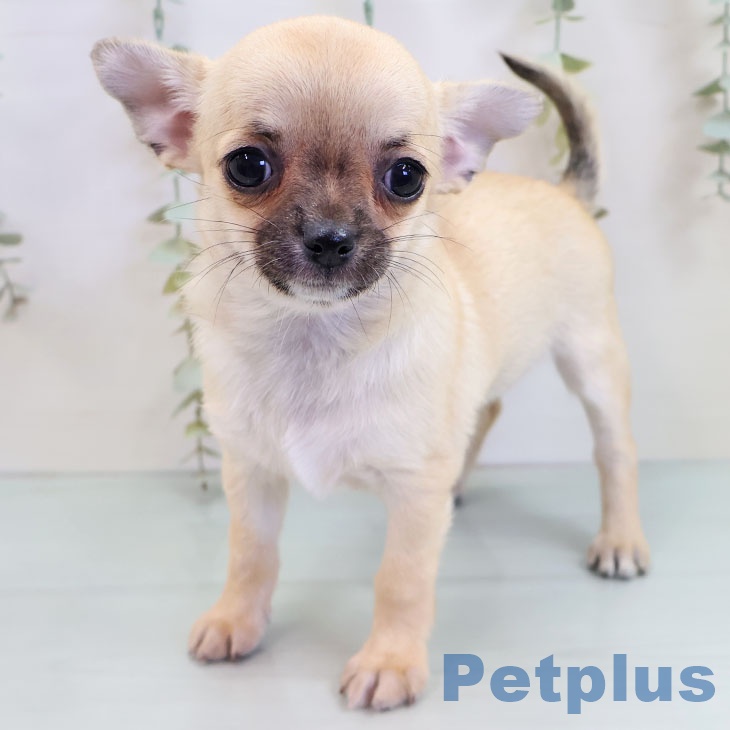 福岡県のチワワ(ロング) (ペットプラス 八幡東店/2025年10月8日生まれ/女の子/フォーン)の子犬の1枚目の画像