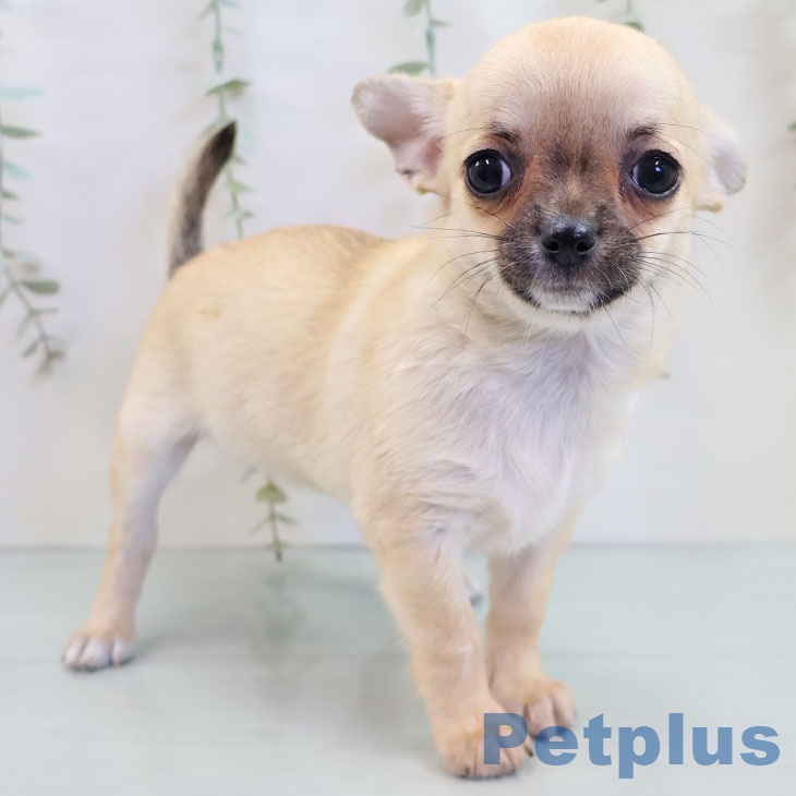 福岡県のチワワ(ロング) (ペットプラス 八幡東店/2025年10月8日生まれ/女の子/フォーン)の子犬の2枚目の画像