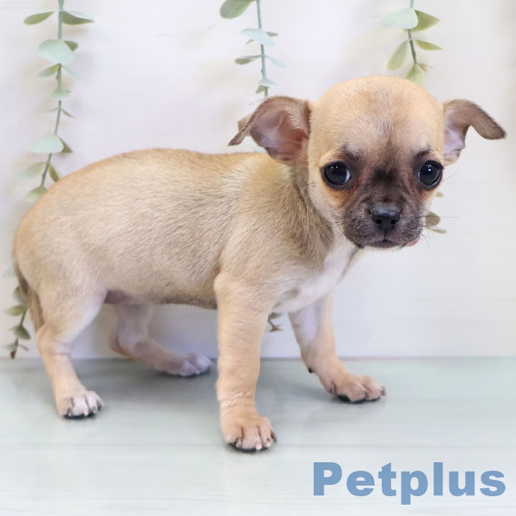 福岡県のチワワ(ロング) (ペットプラス 香椎浜店/2025年10月8日生まれ/女の子/フォーン)の子犬の1枚目の画像