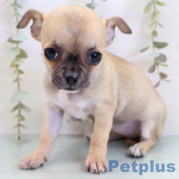 福岡県のチワワ(ロング) (ペットプラス 香椎浜店/2025年10月8日生まれ/女の子/フォーン)の子犬の2枚目の画像