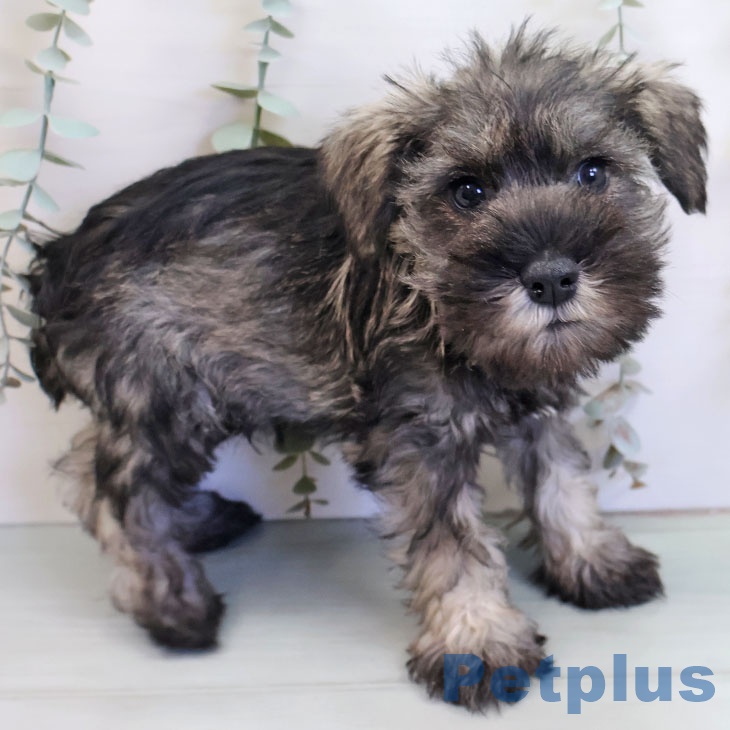 ミニチュア・シュナウザー