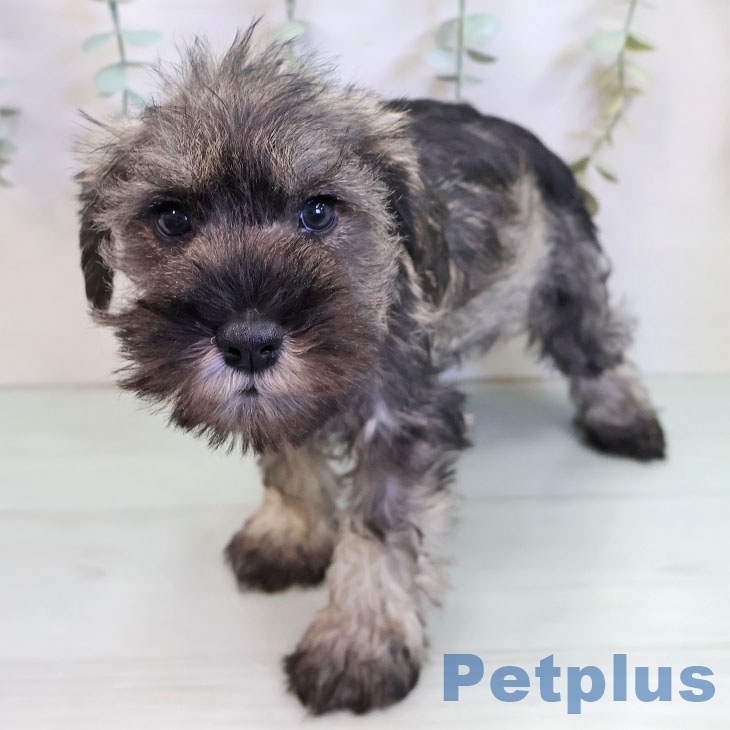 ミニチュア・シュナウザー