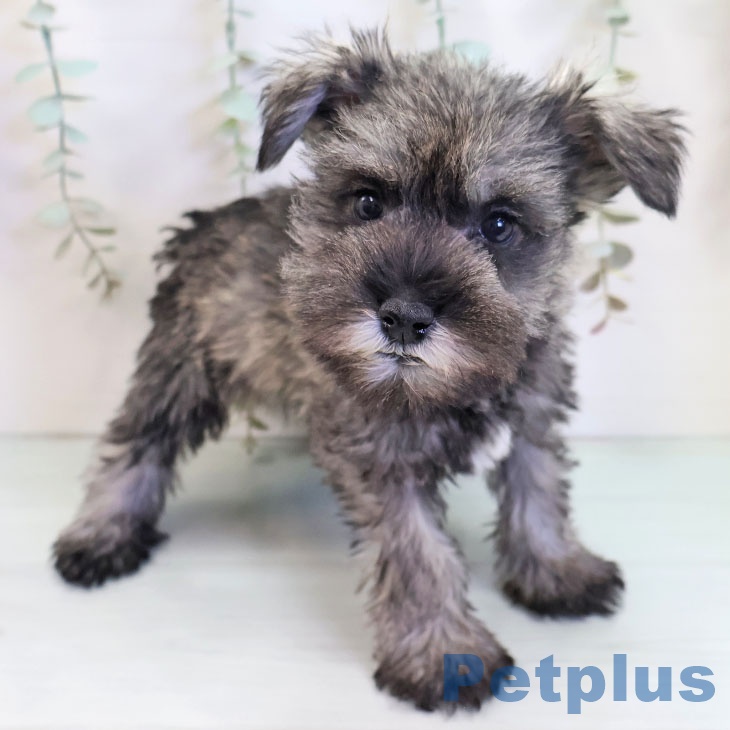 ミニチュア・シュナウザー