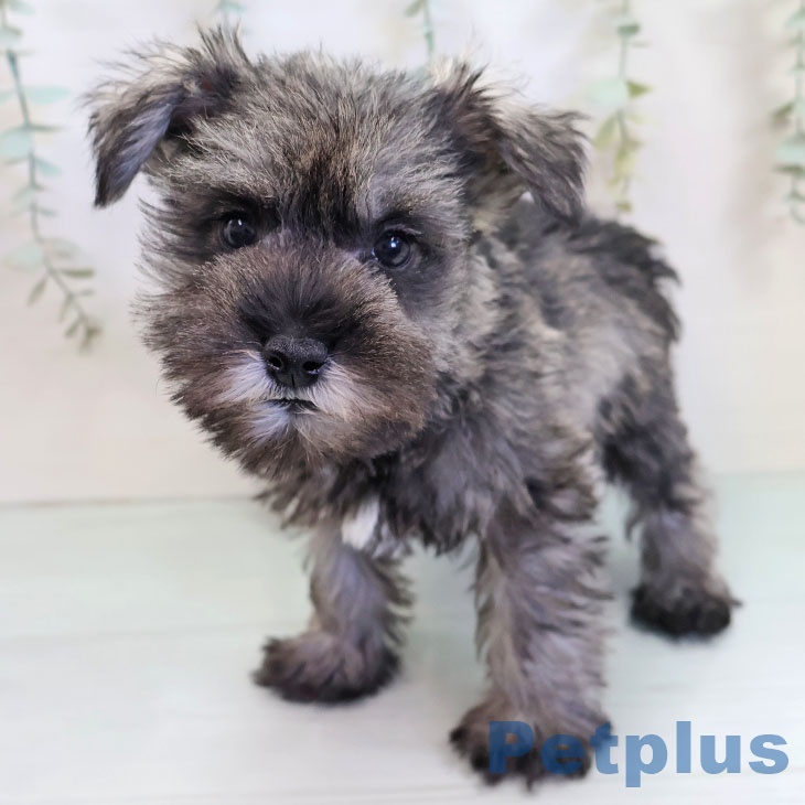 ミニチュア・シュナウザー