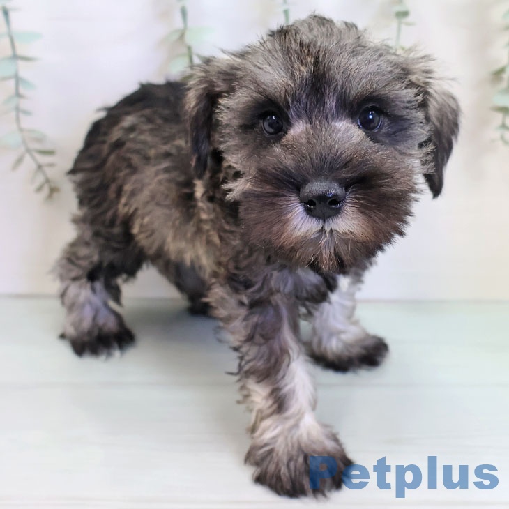 ミニチュア・シュナウザー