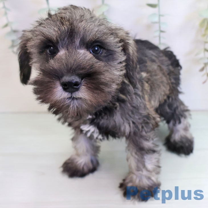 ミニチュア・シュナウザー