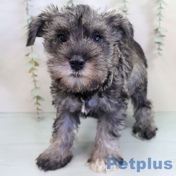 京都府のミニチュアシュナウザー (ペットプラス 久御山店/2025年10月10日生まれ/女の子/ソルトペッパー)の子犬