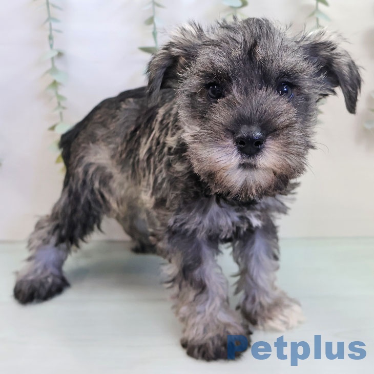 ミニチュア・シュナウザー