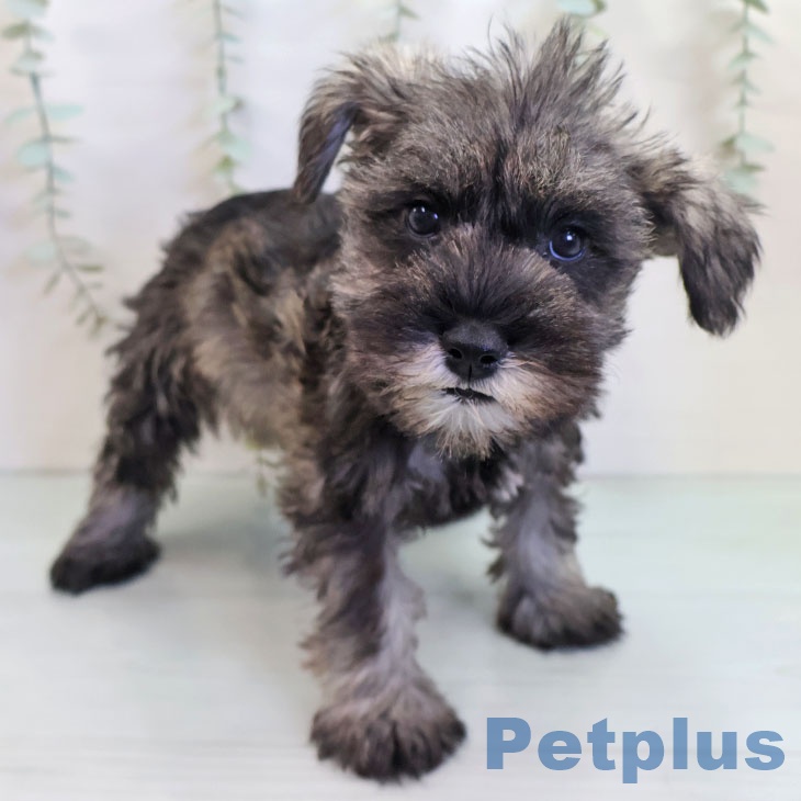 ミニチュア・シュナウザー