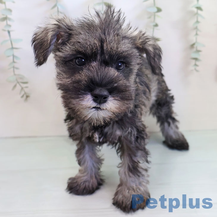 ミニチュア・シュナウザーの写真2