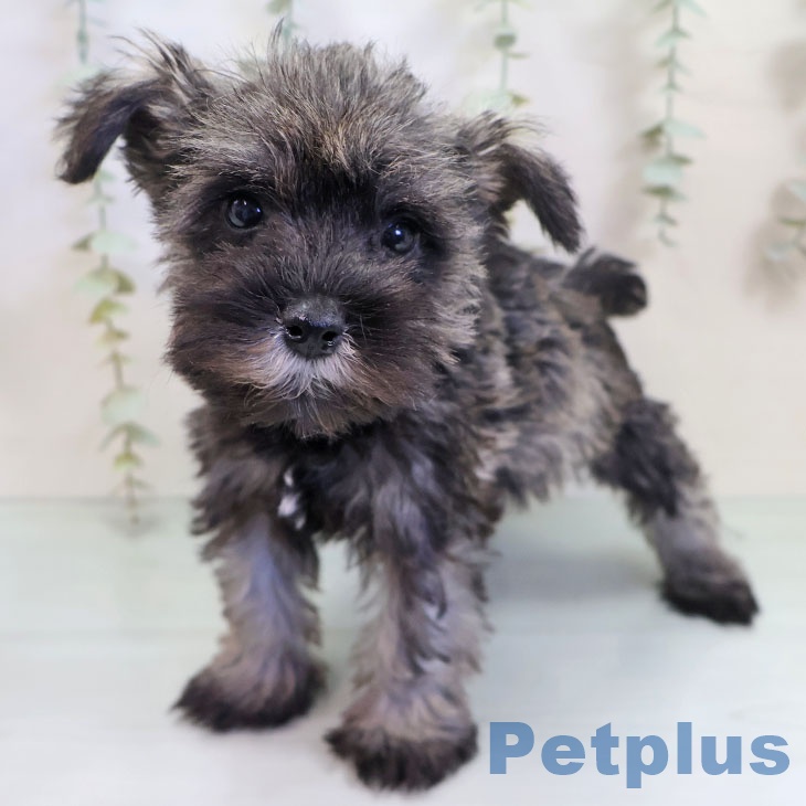 ミニチュア・シュナウザー