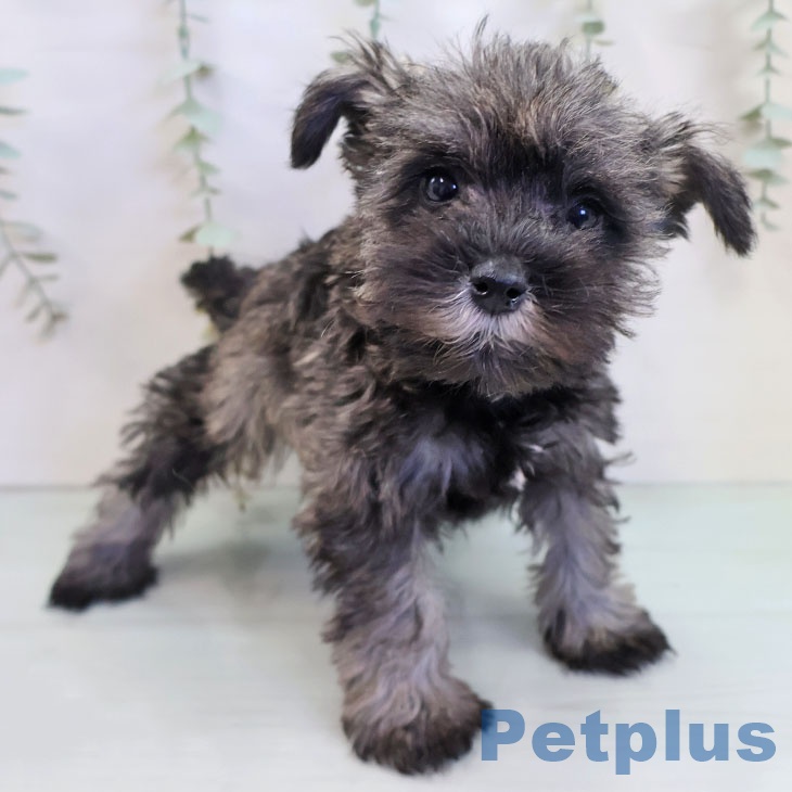 ミニチュア・シュナウザー