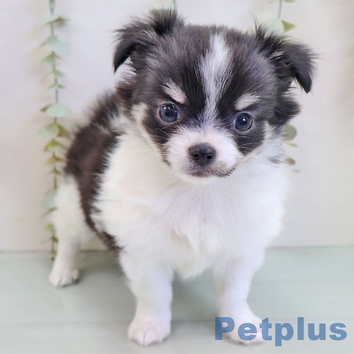 福岡県のチワワ(ロング) (ペットプラス ららぽーと福岡店/2025年10月10日生まれ/女の子/ブラックホワイトタン)の子犬の1枚目の画像