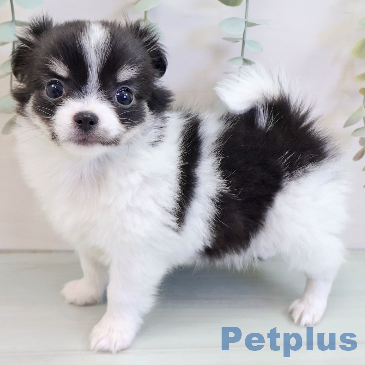 福岡県のチワワ(ロング) (ペットプラス ららぽーと福岡店/2025年10月10日生まれ/女の子/ブラックホワイトタン)の子犬の2枚目の画像