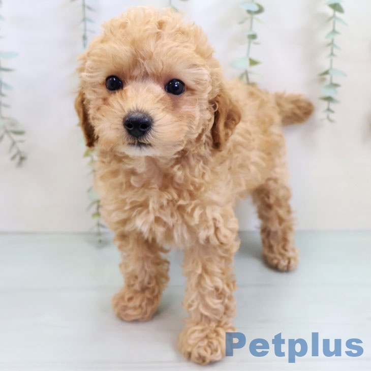 福岡県のトイプードル(トイ) (ペットプラス 小倉南店/2025年10月8日生まれ/男の子/アプリコット)の子犬の1枚目の画像