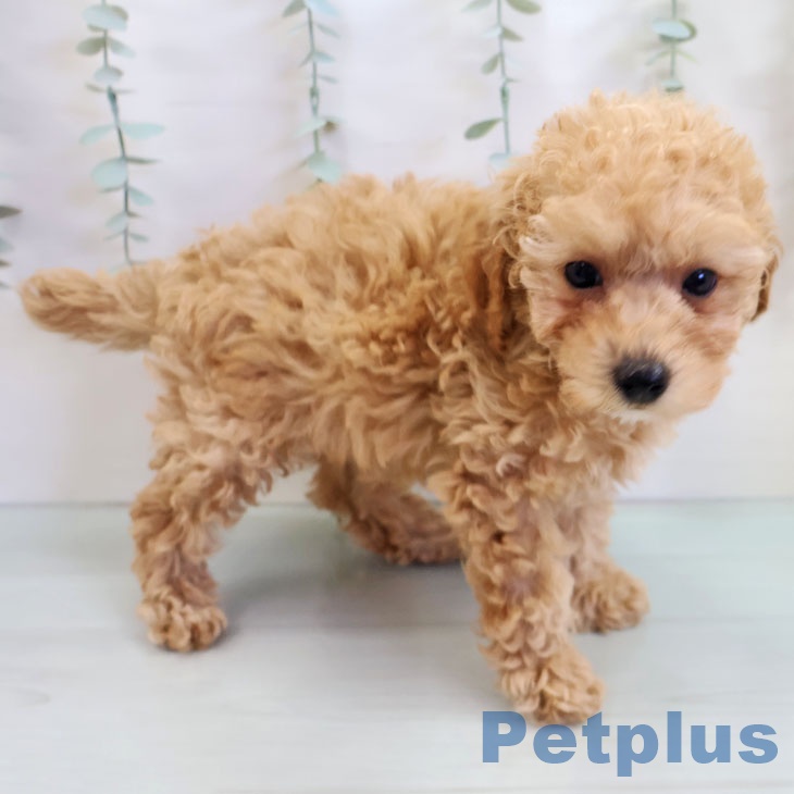 福岡県のトイプードル(トイ) (ペットプラス 小倉南店/2025年10月8日生まれ/男の子/アプリコット)の子犬の2枚目の画像